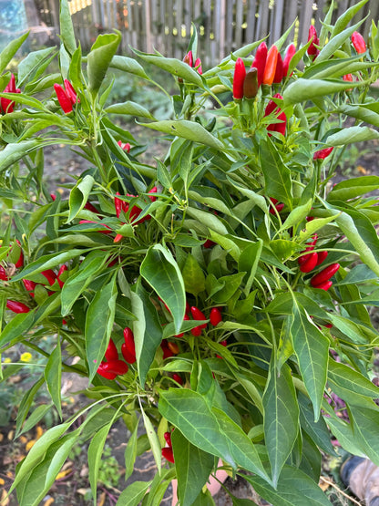 Piri Piri Pepper Seeds