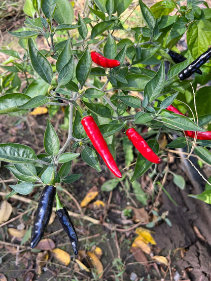 Black Cobra Pepper Seeds