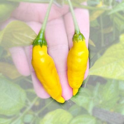 Aji Lemon Drop Pepper Seeds