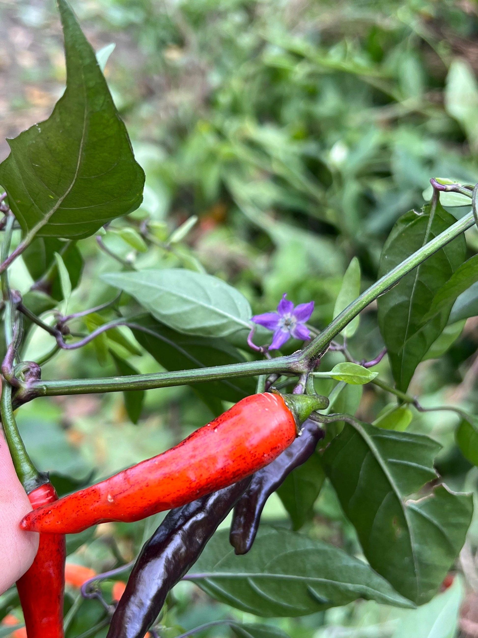 Halloween Thai Seeds Pepper Seeds