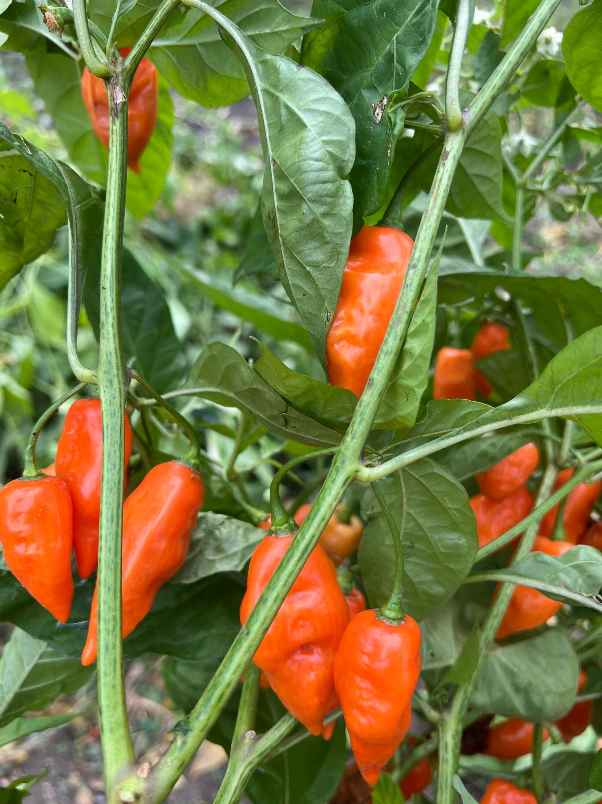 Habanada Pepper Seeds , Organic