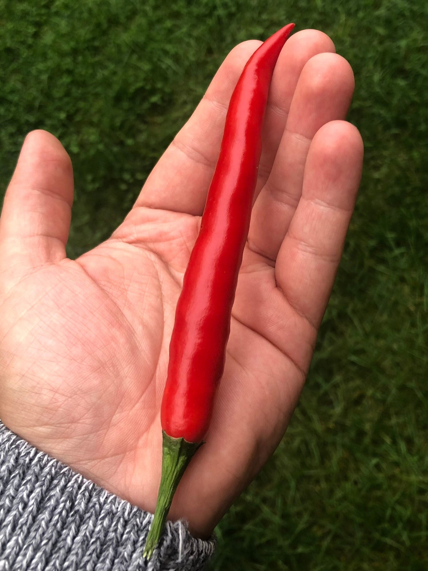 Long Corbaci Seeds Pepper