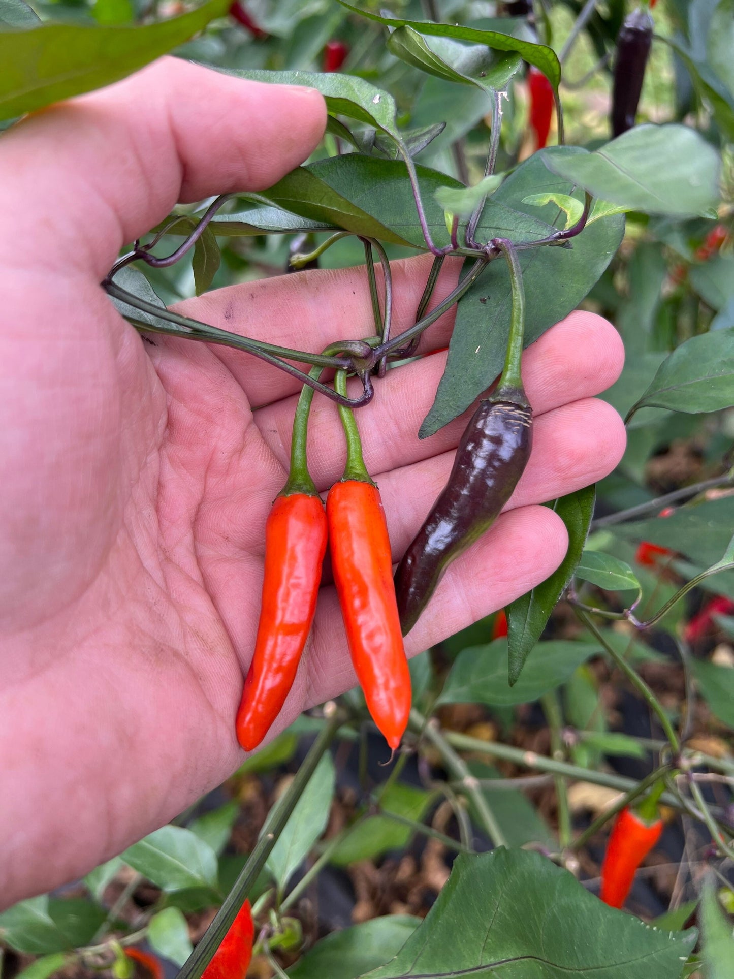 Halloween Thai Seeds Pepper Seeds