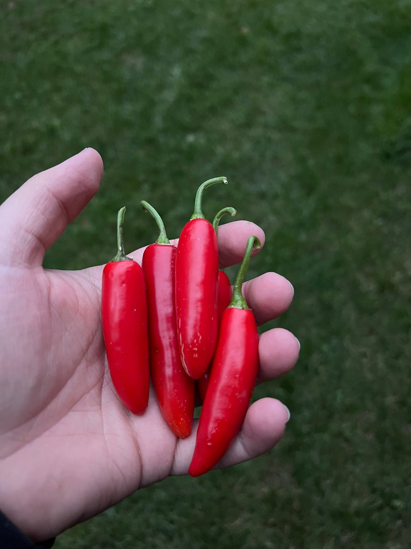 Serrano Pepper (15) Seeds , Organic, Non-GMO