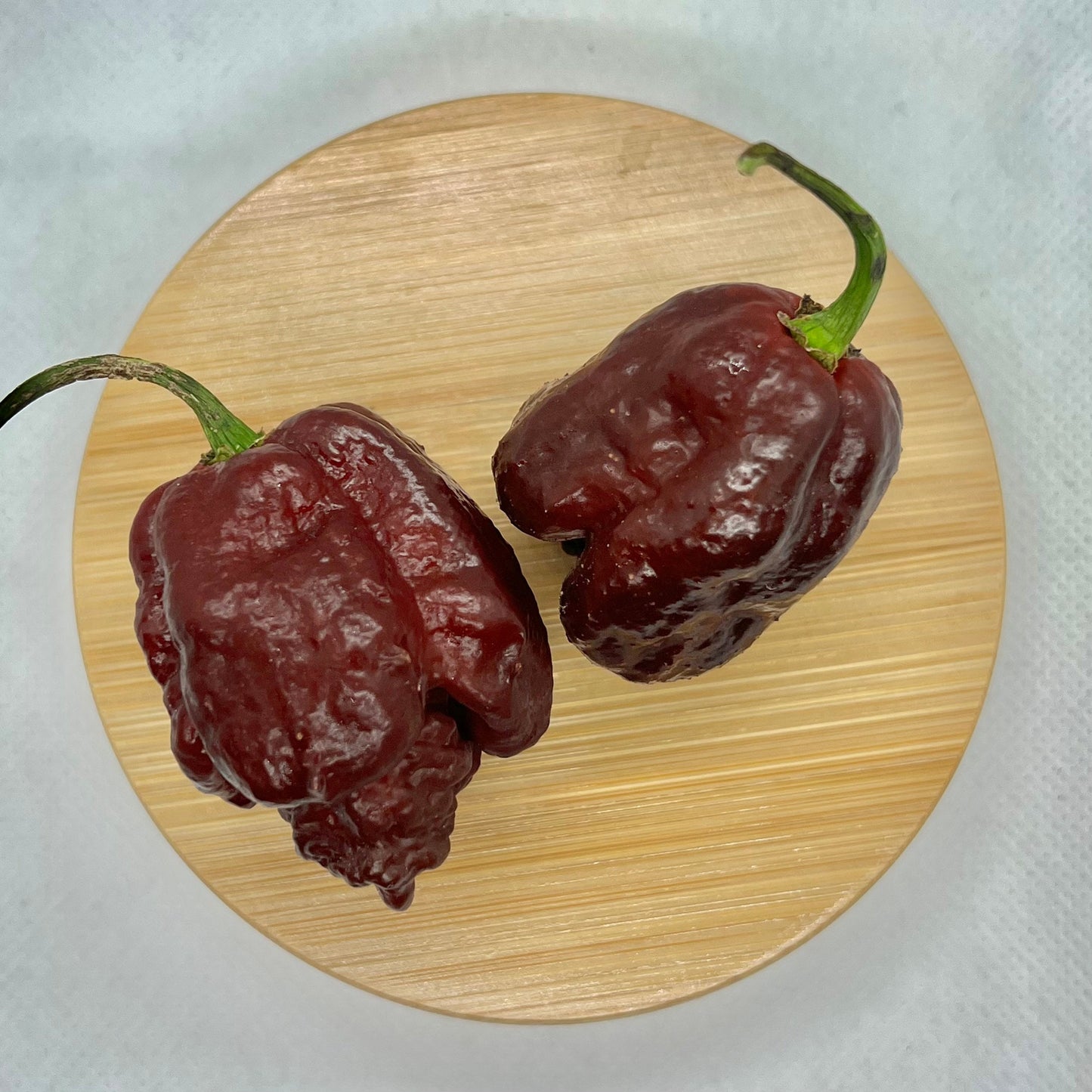 Chocolate Scorpion Seeds Pepper , Organic , SuperHot