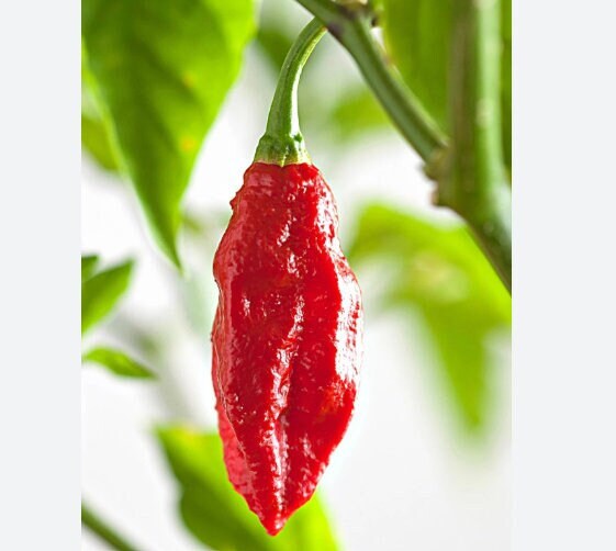 Ghost Pepper Seeds