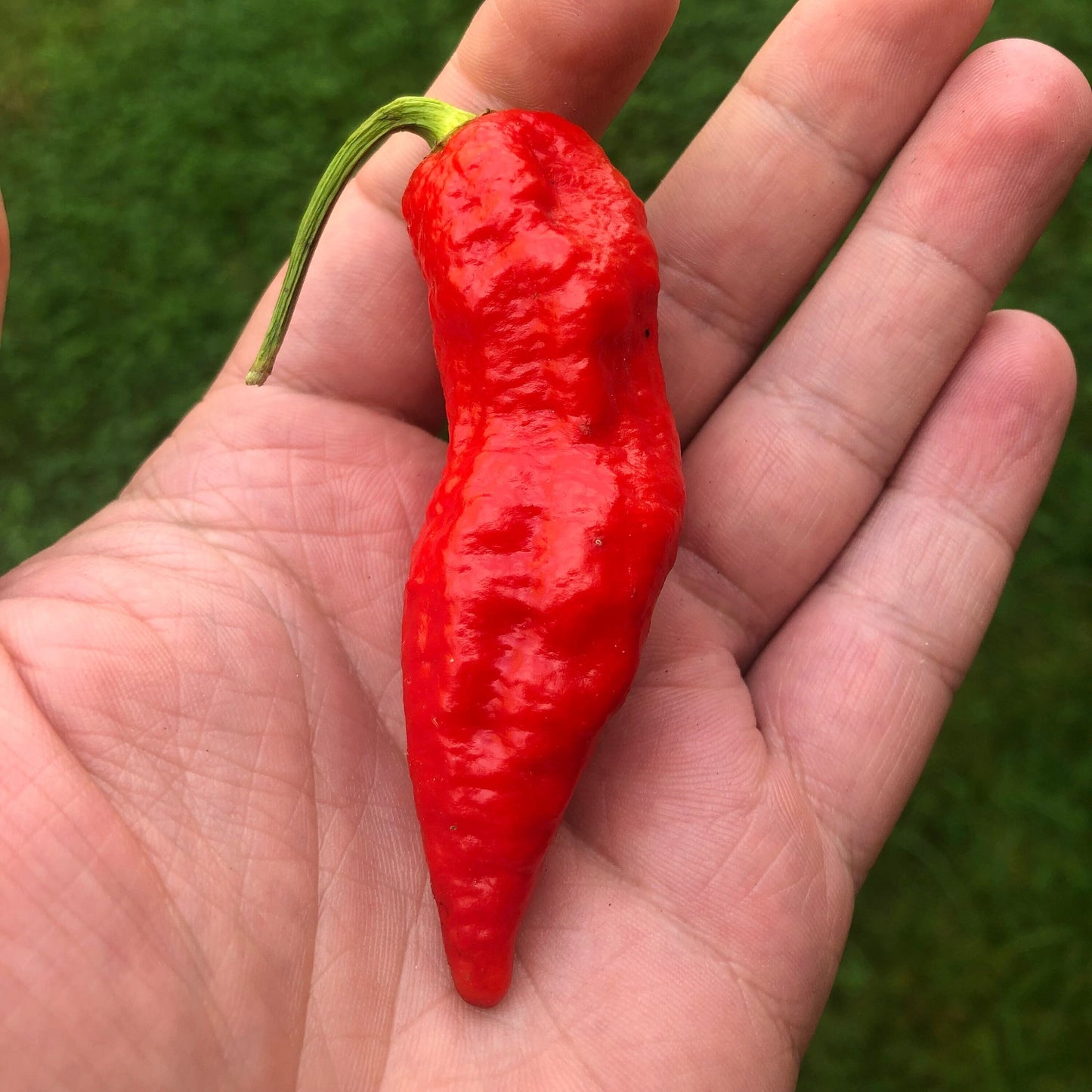 Ghost Pepper Seeds