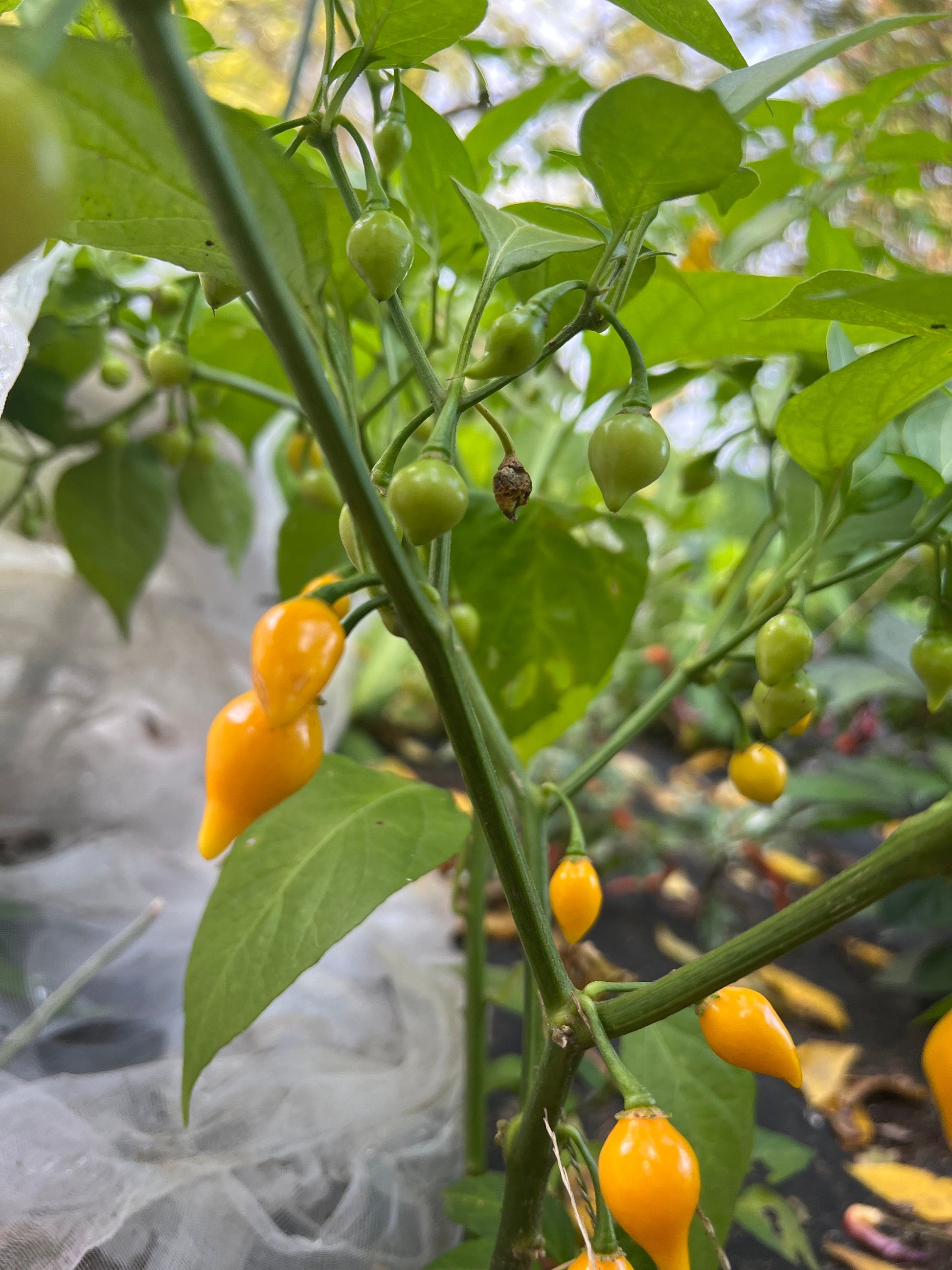 Yellow Biquinho Pepper Seeds