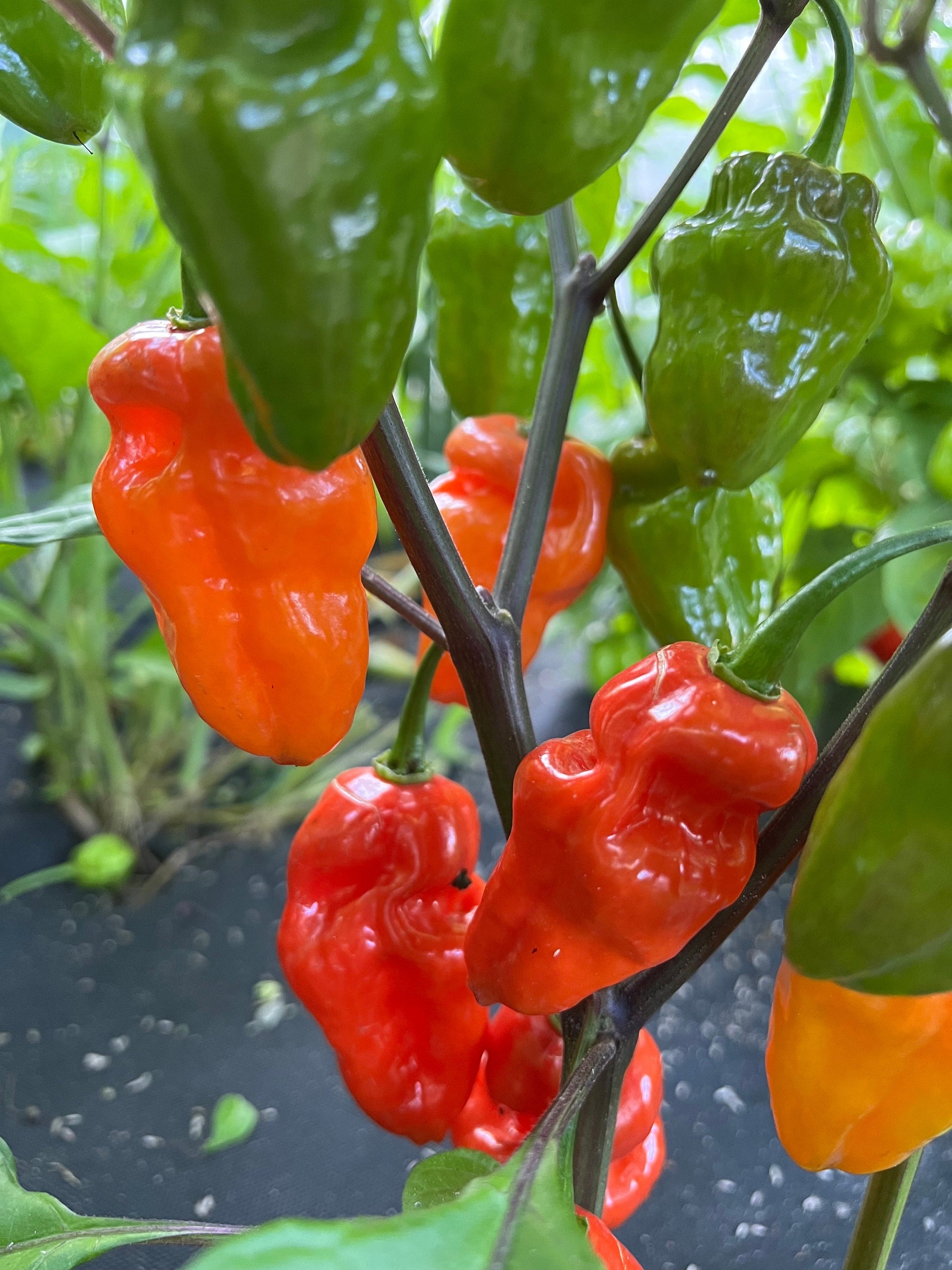 Bhut Jolokia Pepper Seeds