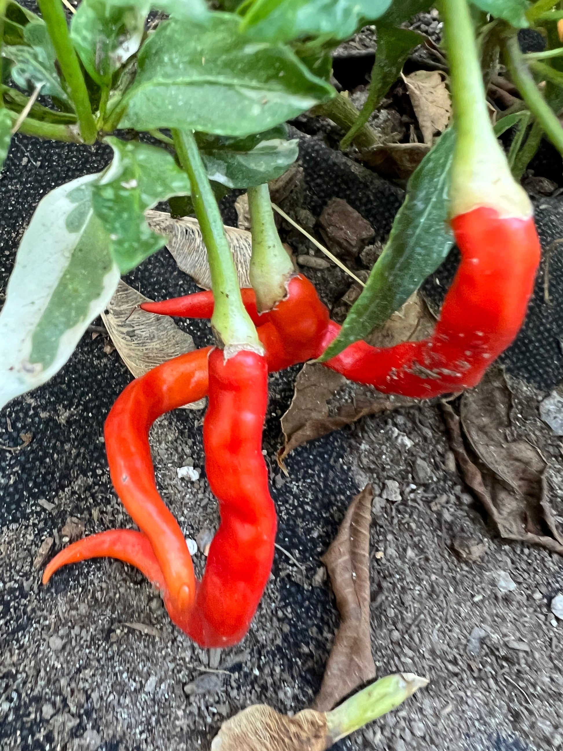 Dream Catcher Pepper Seeds