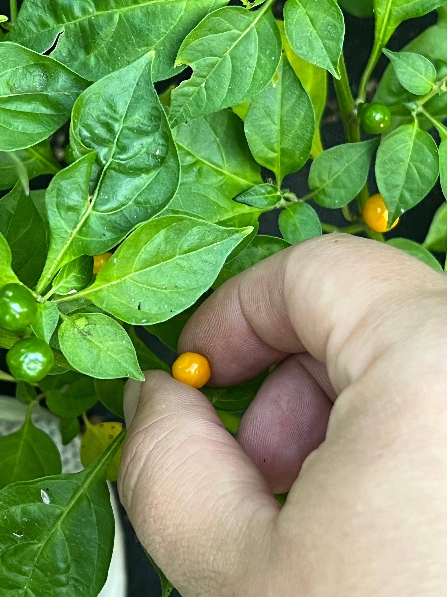 Aji Charapita Pepper Seeds