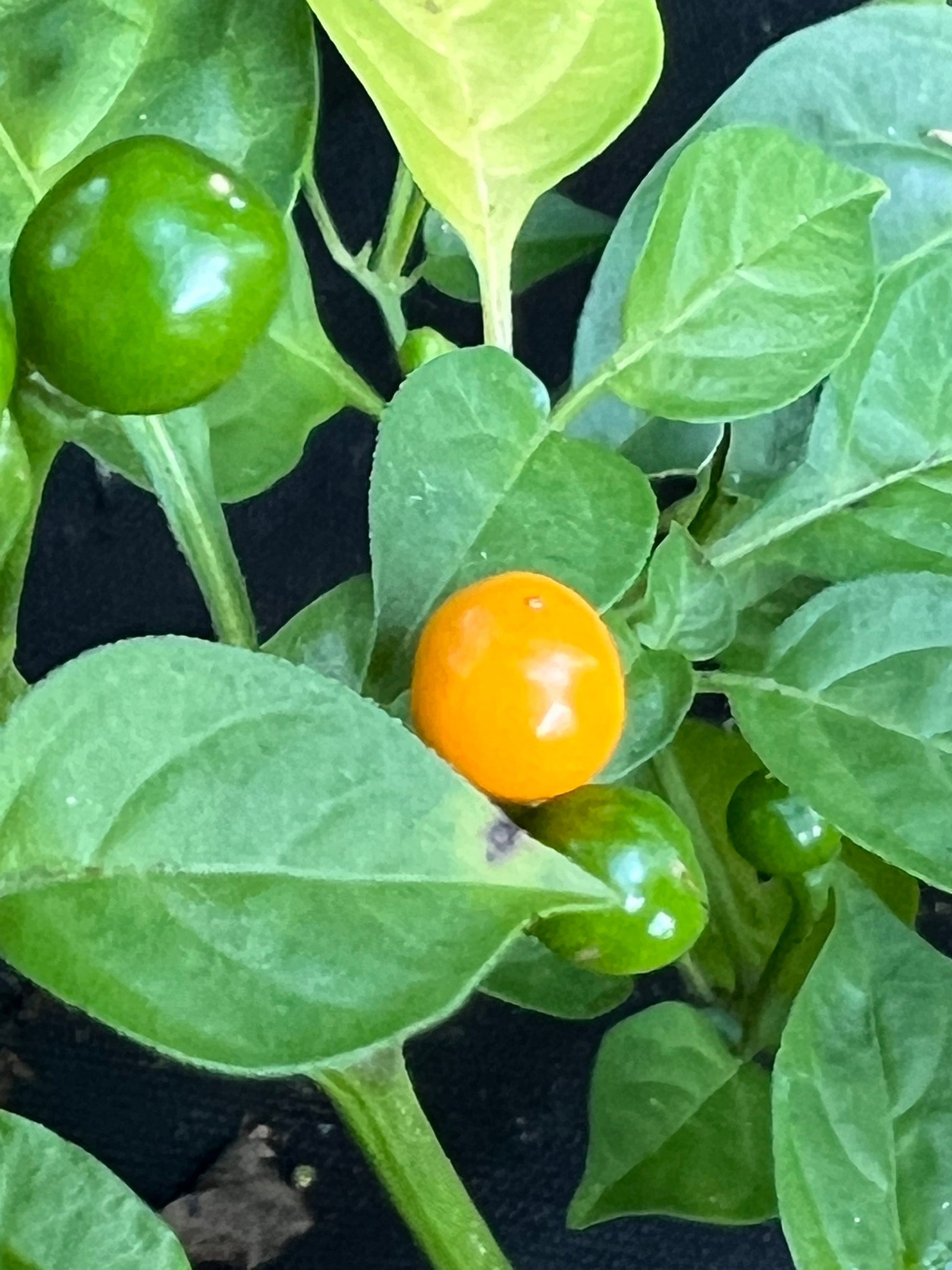 Aji Charapita Pepper Seeds