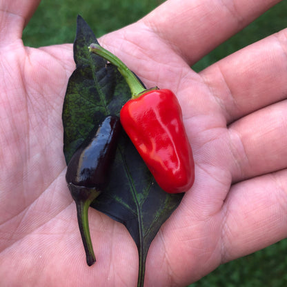 Black Dracula Pepper Seeds