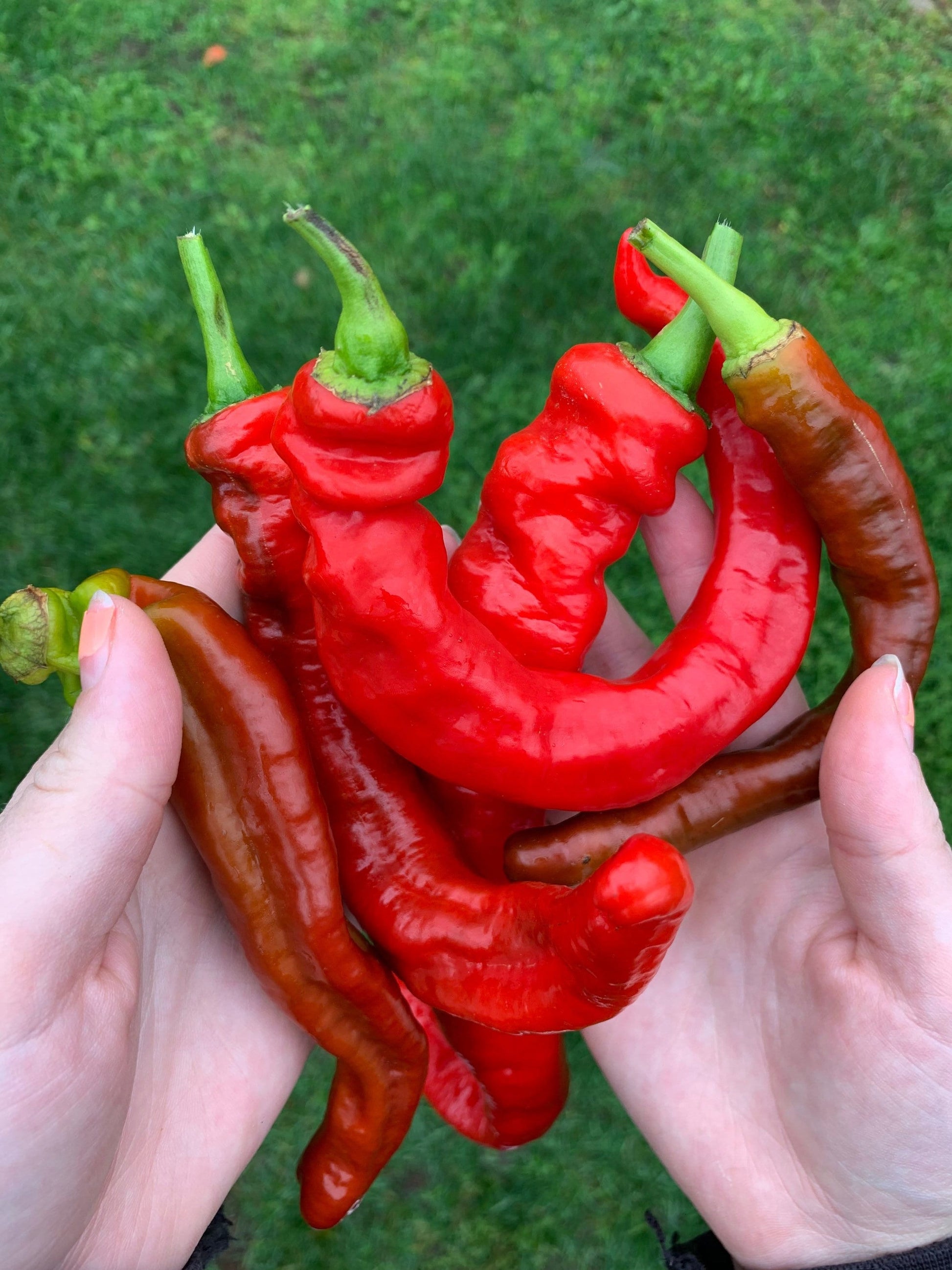 Long Hot Portuguese Pepper Seeds