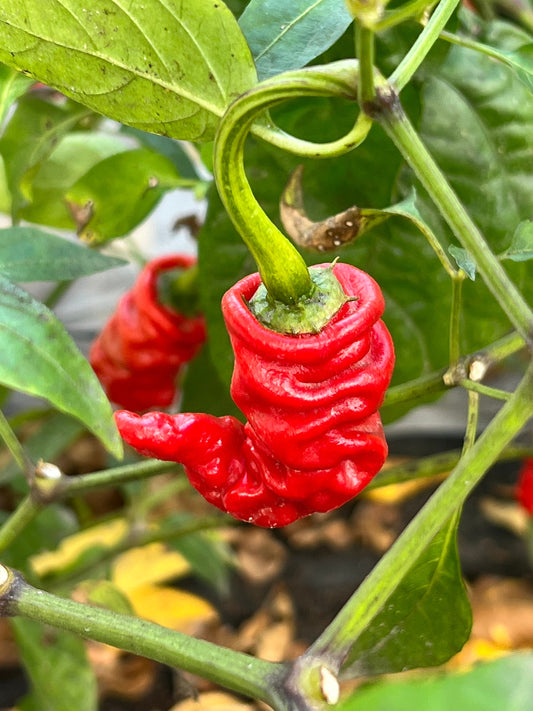 Ma Wartryx Pepper Seeds