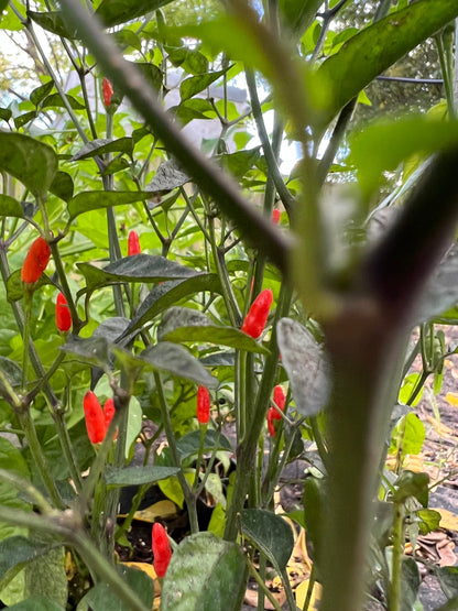 Texas Rice Pepper Seeds