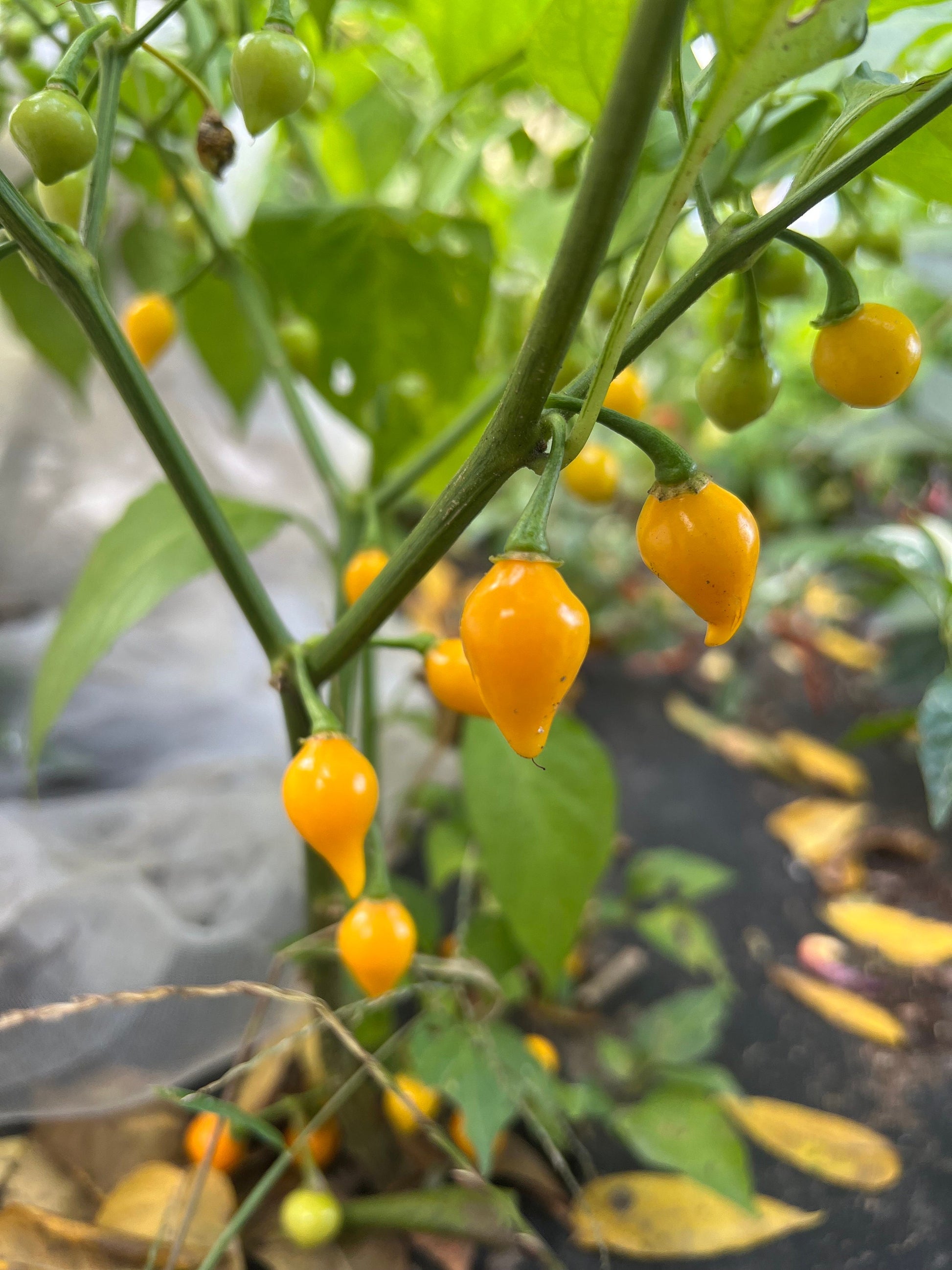 Yellow Biquinho Pepper Seeds