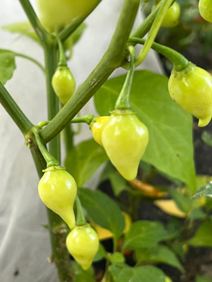 Yellow Biquinho Pepper Seeds