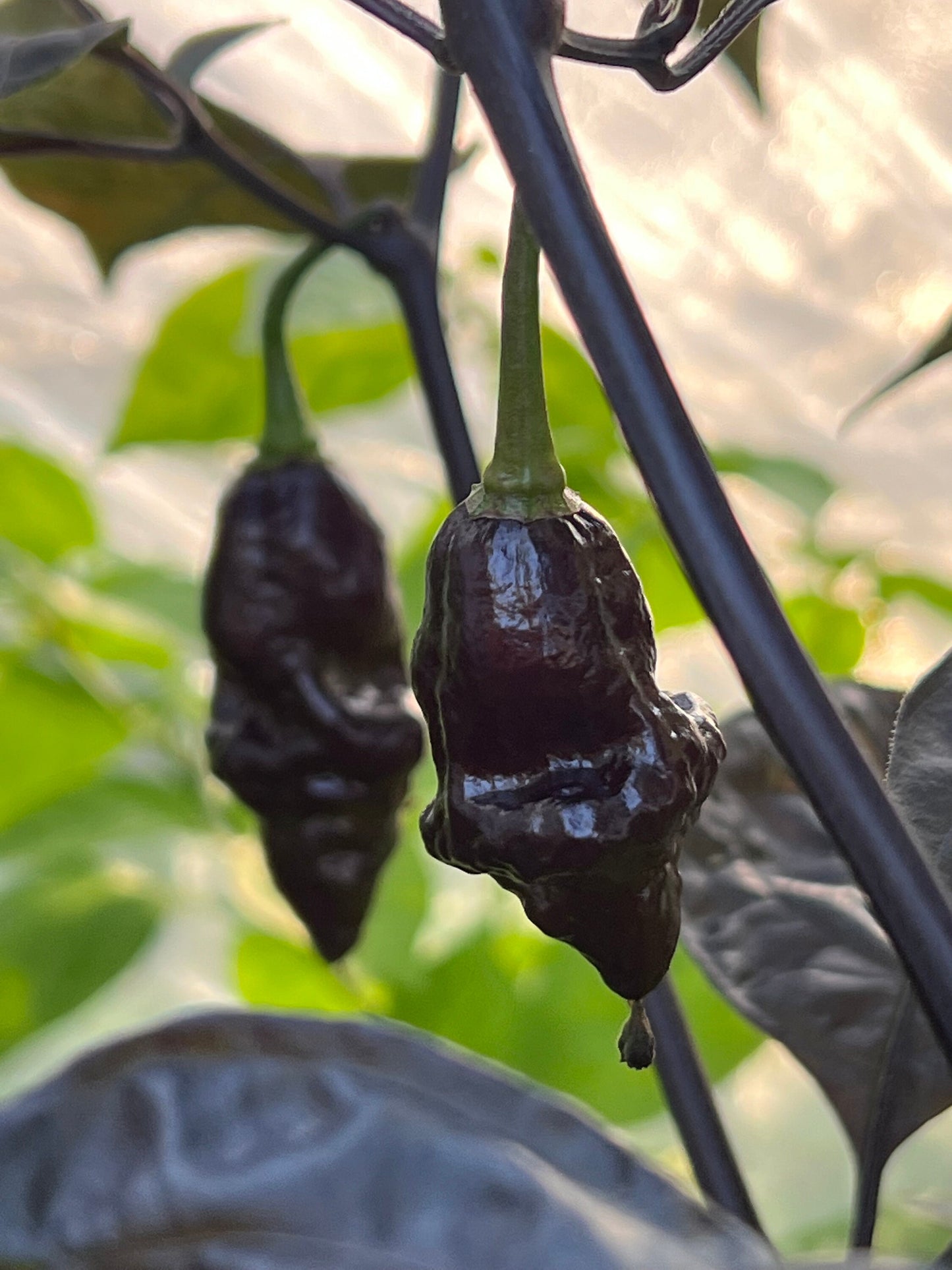 Chocolate Ghost Pepper Seeds