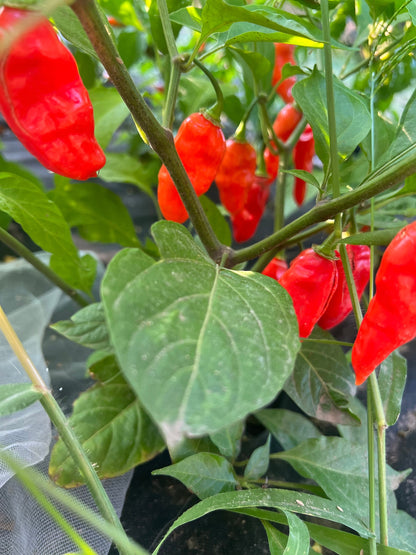 Bhut Jolokia Pepper Seeds