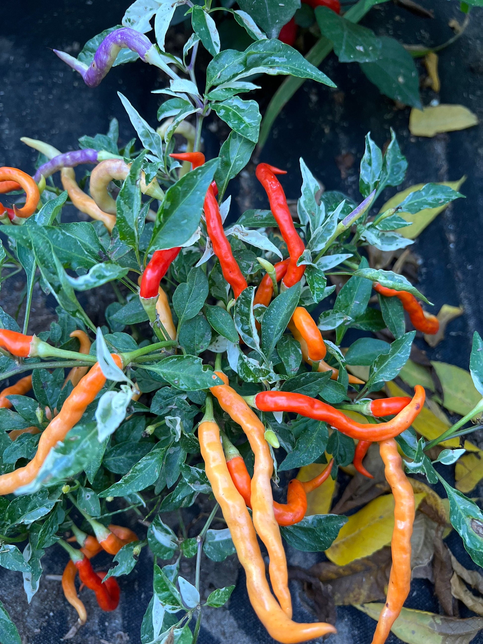 Dream Catcher Pepper Seeds