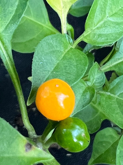 Aji Charapita Pepper Seeds