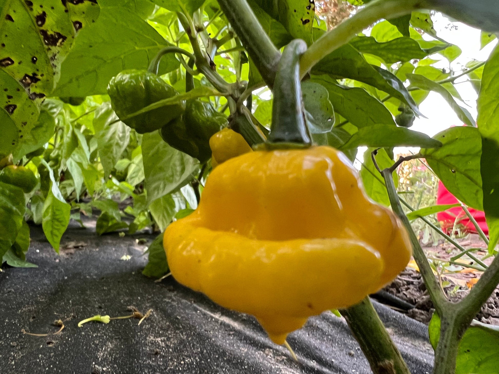 KS Lemon Starrburst Pepper Seeds