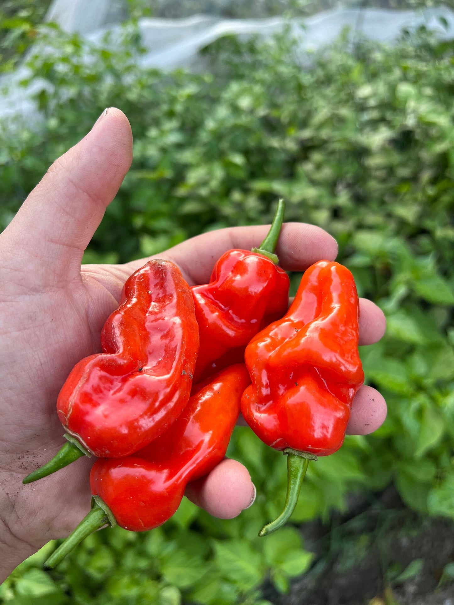 Bhut Jolokia Pepper Seeds