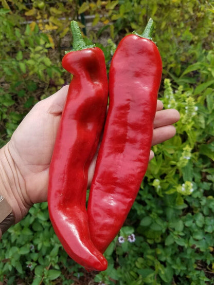 Guajillo Mexican Pepper Seeds