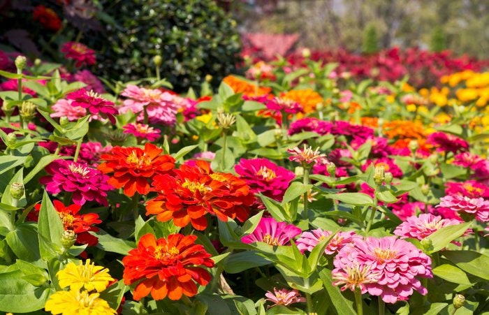 Zinnia Flower Seeds , California Double Giant organic