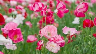 Poppy Flower Seeds, Falling In Love Organic