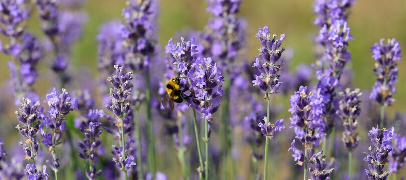 English Lavender Seed Mix, Organic