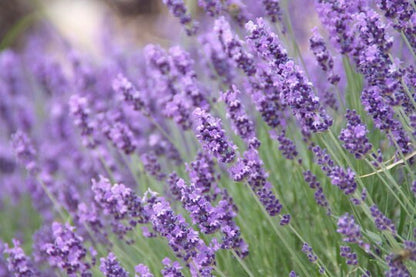 English Lavender Seed Mix, Organic