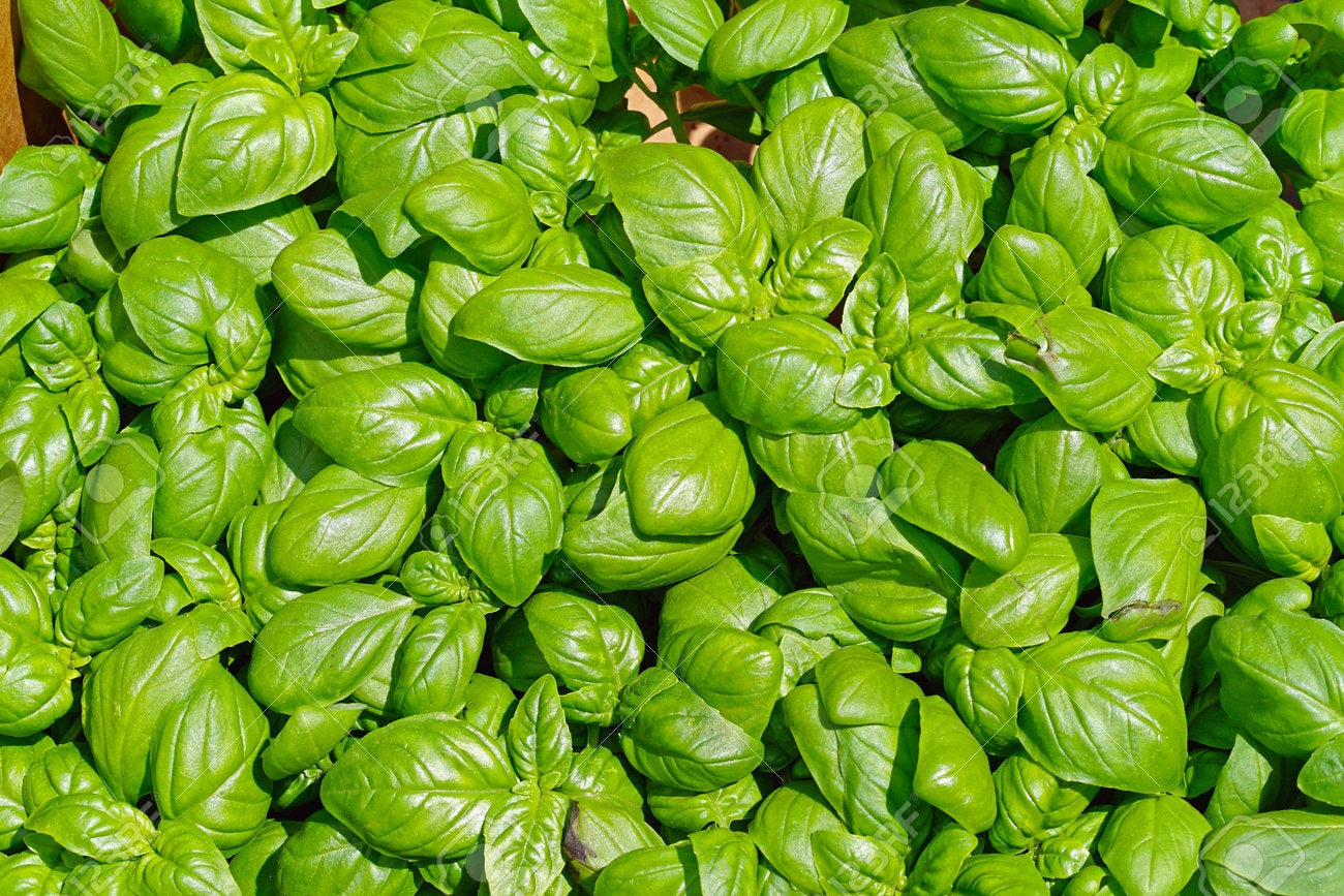 Sweet Genovese Basil Seeds, Organic