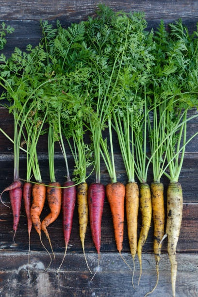 Kaleidoscope Carrot Seeds, Organic