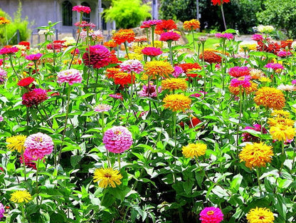 Zinnia Flower Seeds , California Double Giant organic