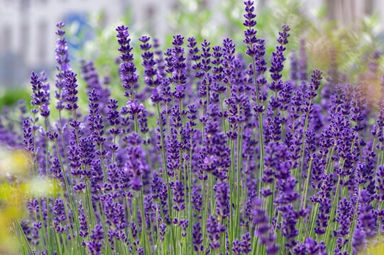 English Lavender Seed Mix, Organic