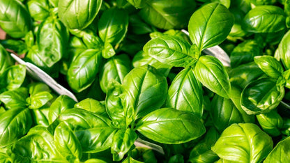 Sweet Genovese Basil Seeds, Organic