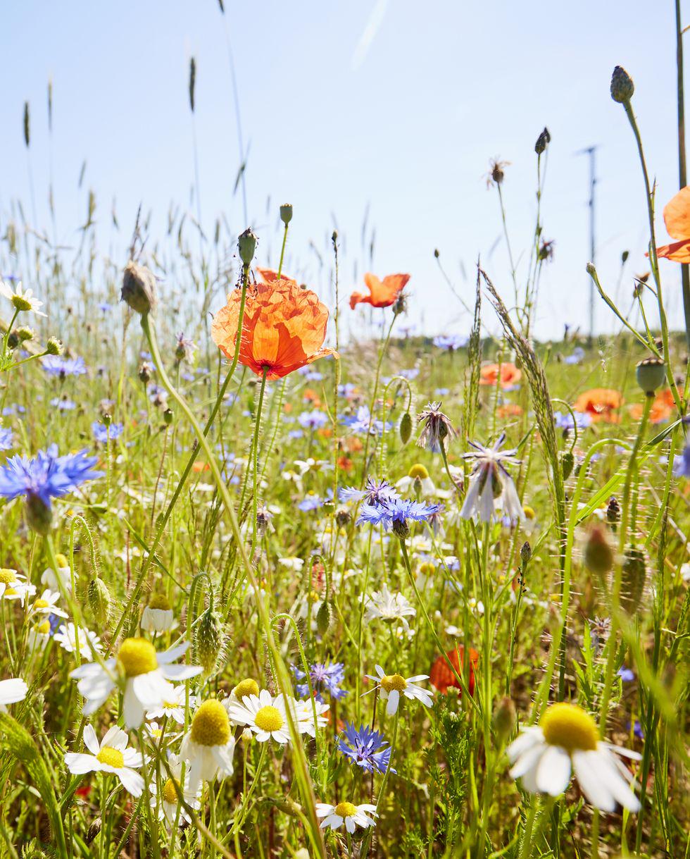 Honeybee Wildflower Seed Mix, Organic