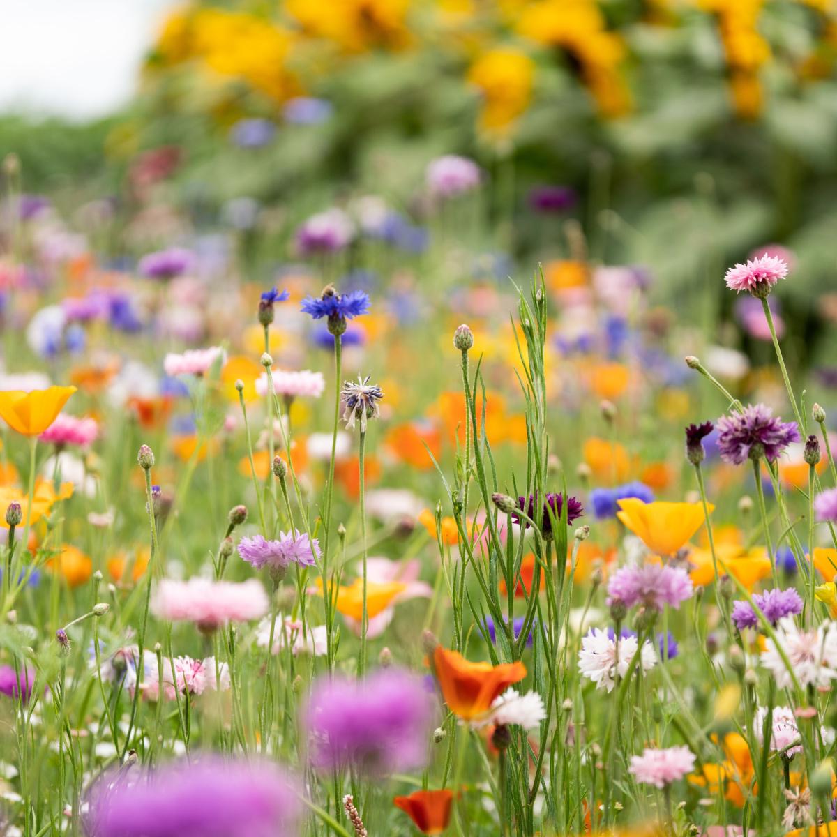 Honeybee Wildflower Seed Mix, Organic