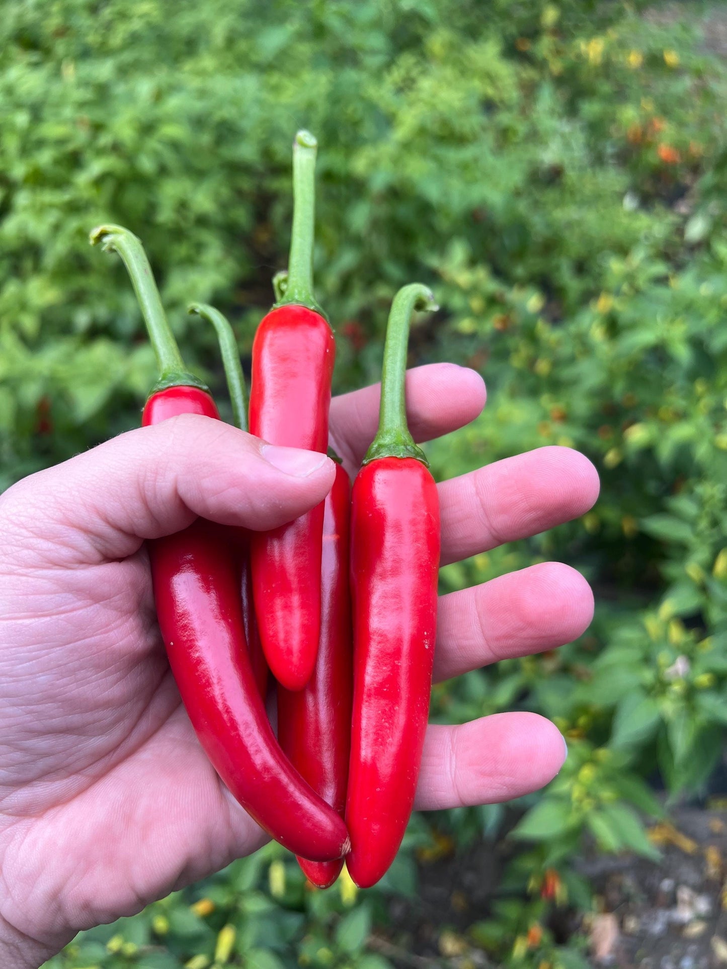 Kimchi Pepper Seeds , Organic, Korean