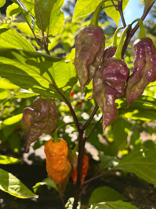 Black Ghost Pepper Seeds , Organic