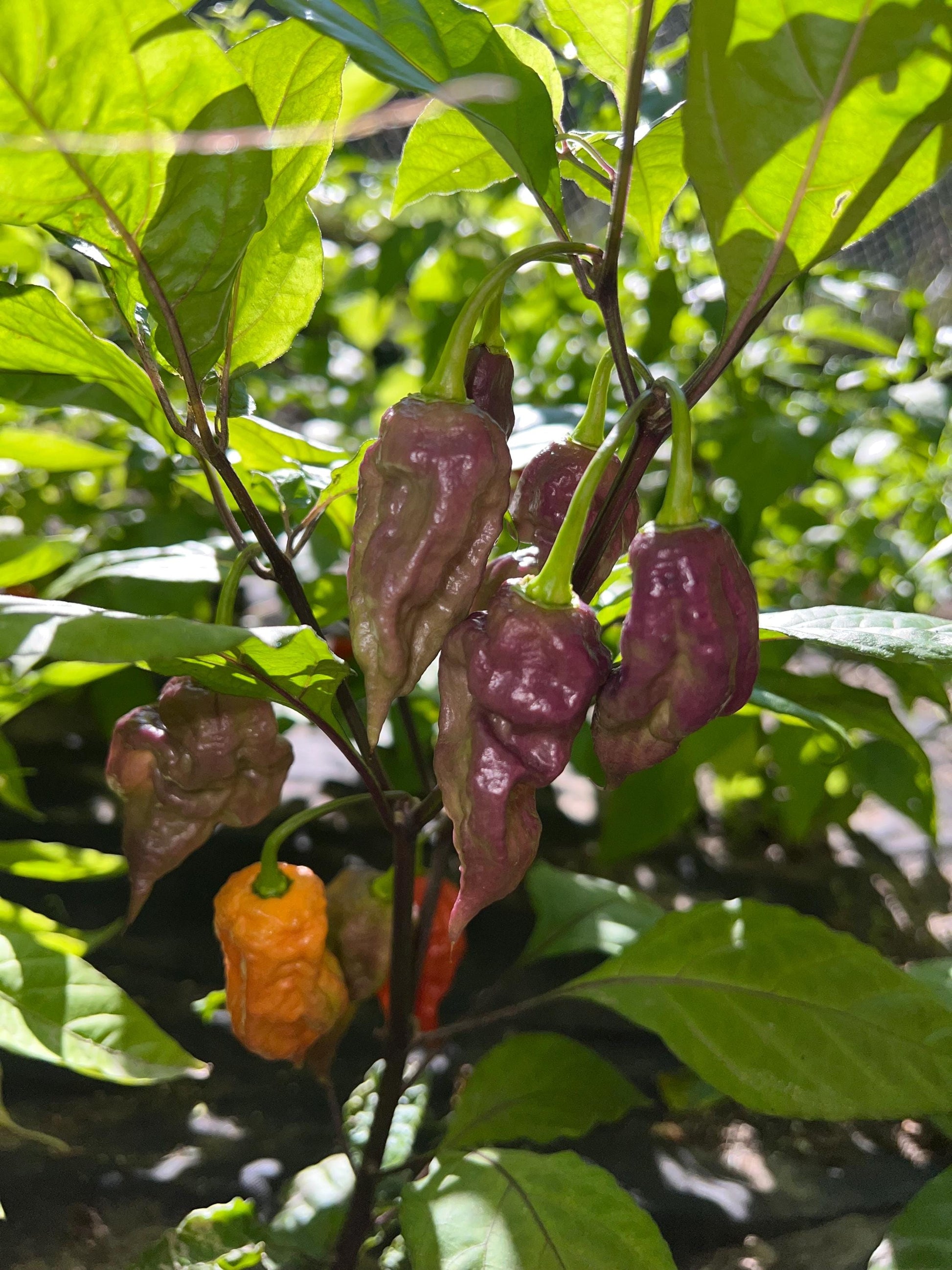 Black Ghost Pepper Seeds , Organic