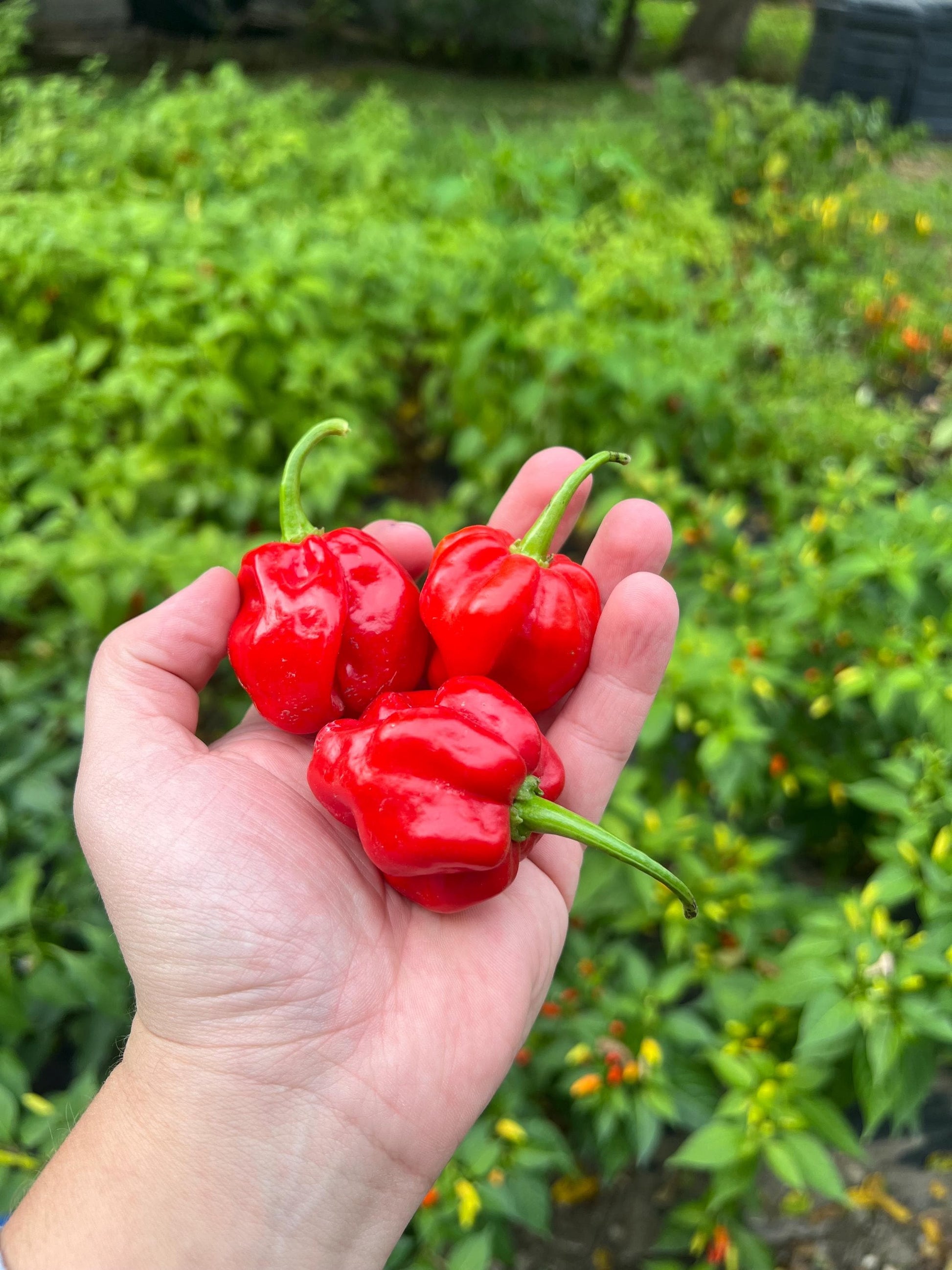 Big Red Scotch Bonnet Pepper Seeds , Organic