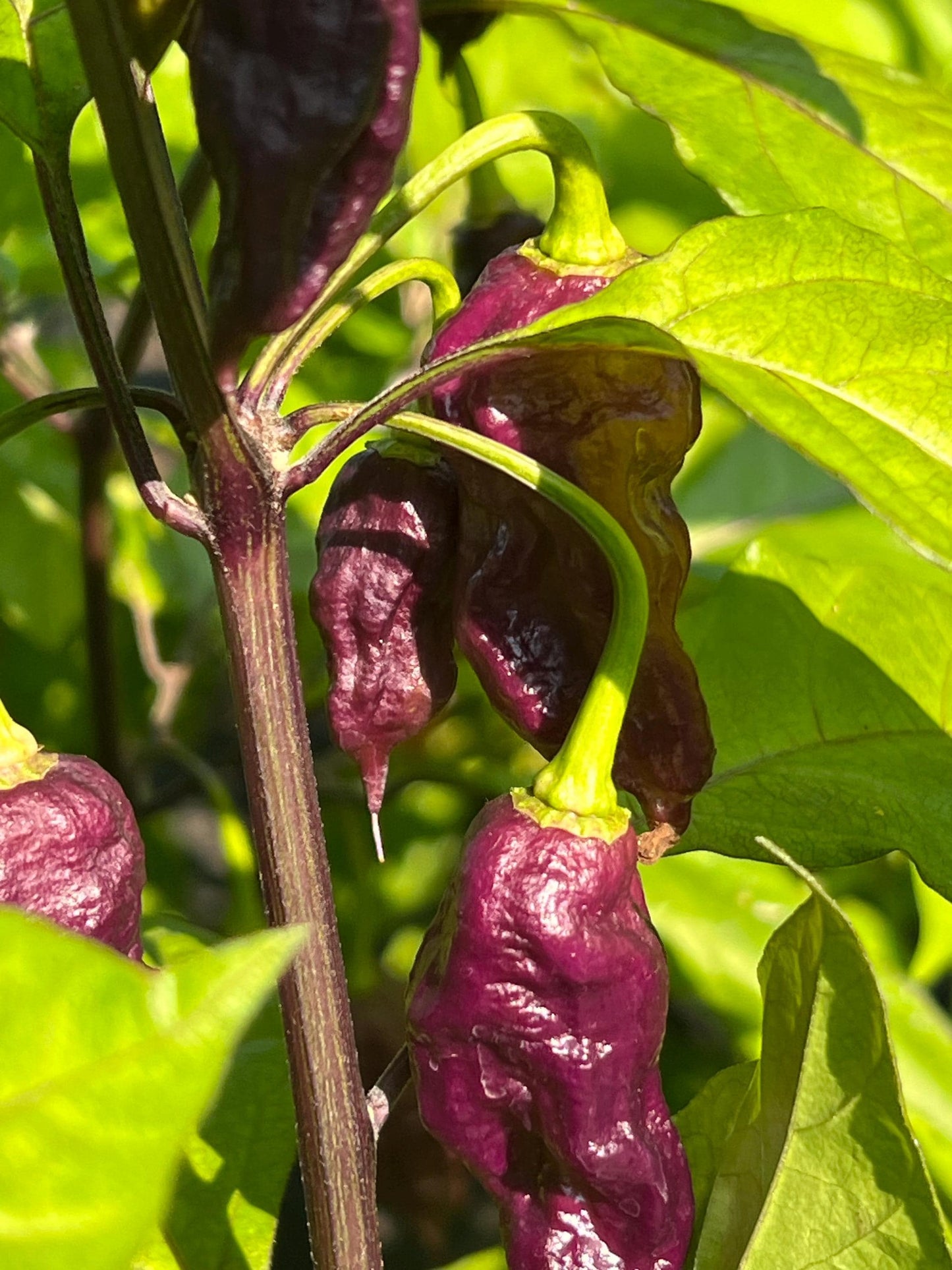 Black Ghost Pepper Seeds , Organic