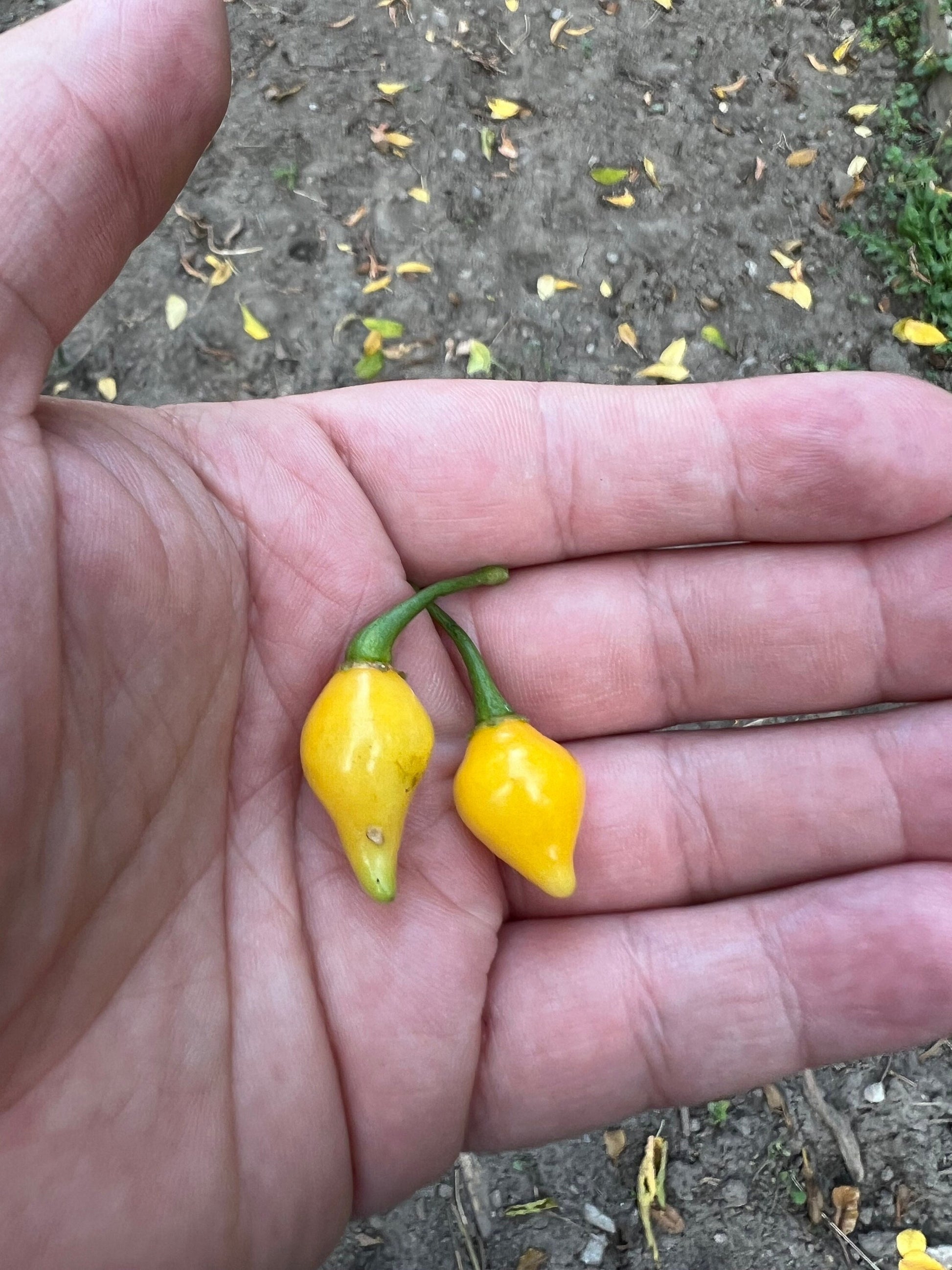 Yellow Biquinho Pepper Seeds