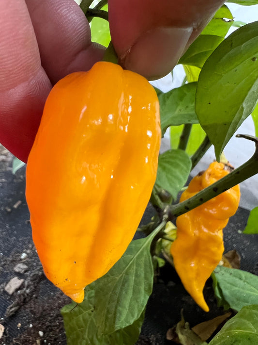 Fatalii Pepper Seeds , Organic