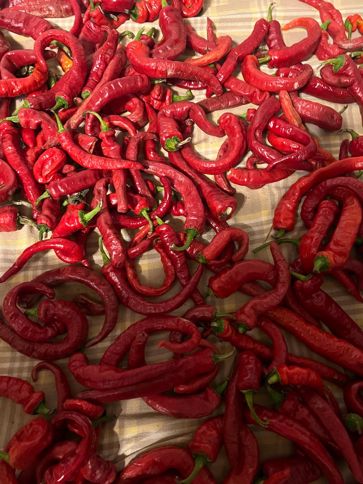 Long Sweet Italian Pepper Seeds , Organic