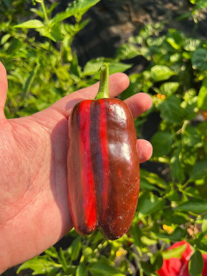 Mocha Swirl Pepper Seeds , Organic, Variegated