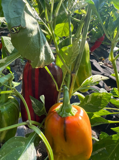 Mocha Swirl Pepper Seeds , Organic, Variegated